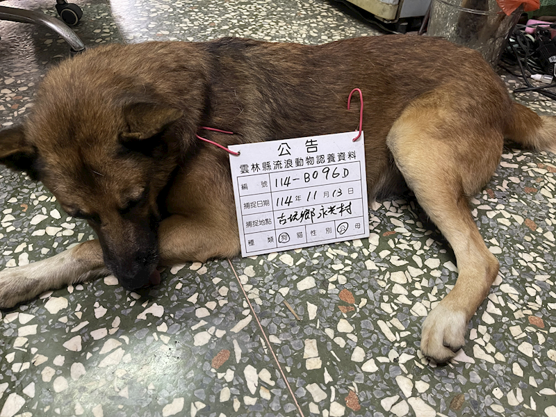 雲林縣流浪動物收容所,編號:431751, 混種犬          