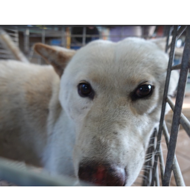 臺南市動物之家灣裡站,編號:418468, 柴犬                  