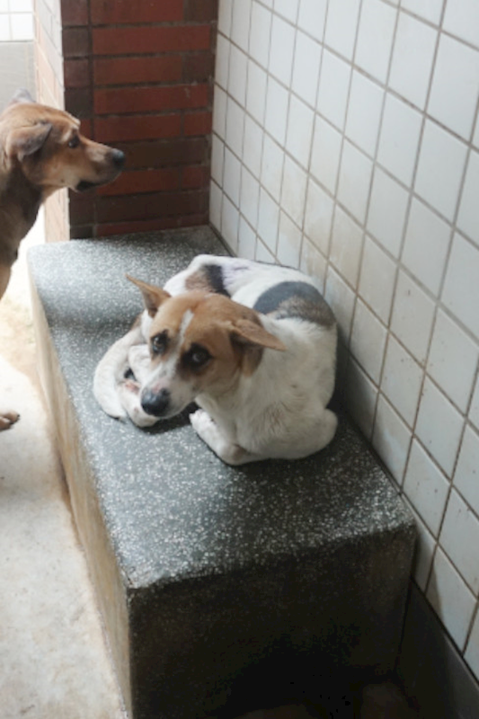 宜蘭縣流浪動物中途之家,編號:431874, 混種犬          