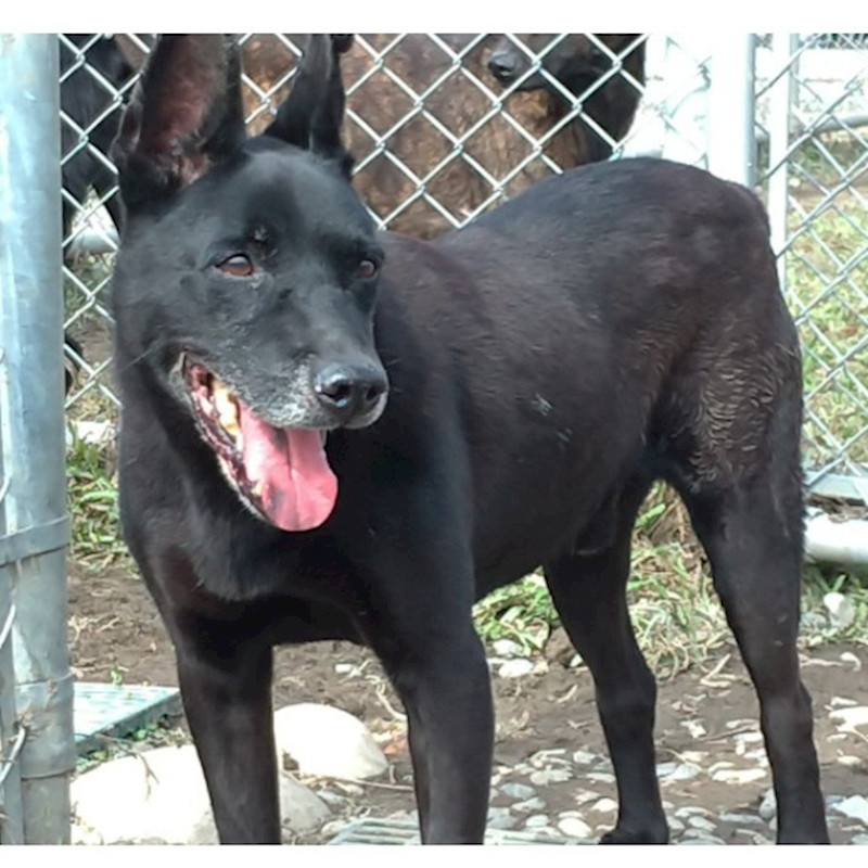 臺北市動物之家,編號:103379, 混種犬          