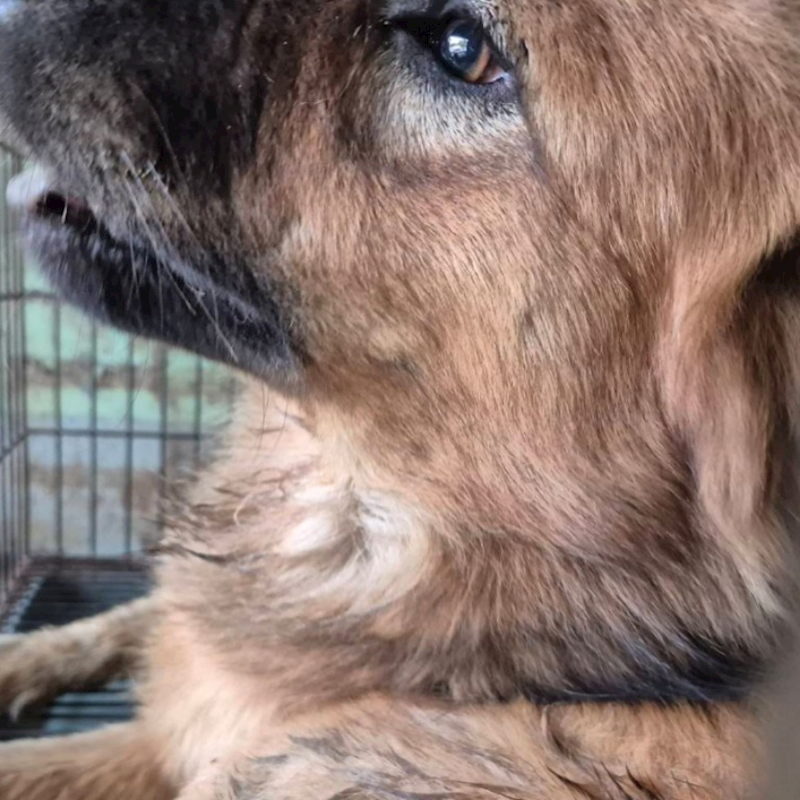 臺南市動物之家善化站,編號:432292, 混種犬          