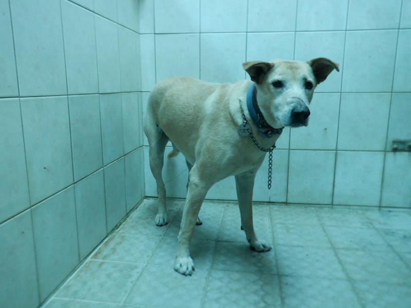 南投縣公立動物收容所,編號:430829, 混種犬          