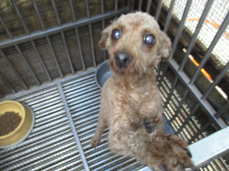 高雄市壽山動物保護教育園區,編號:431622, 貴賓犬        