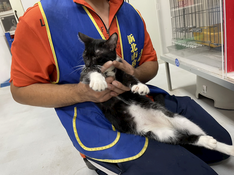 新北市板橋區公立動物之家,編號:432283, 混種貓                 