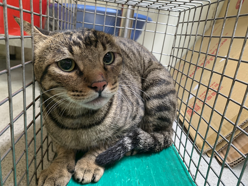臺北市動物之家,編號:432268, 混種貓                 