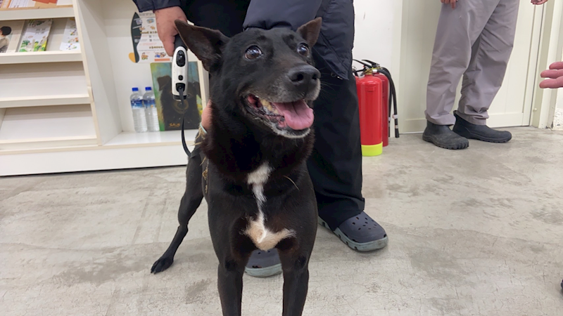 臺北市動物之家,編號:395472, 混種犬          