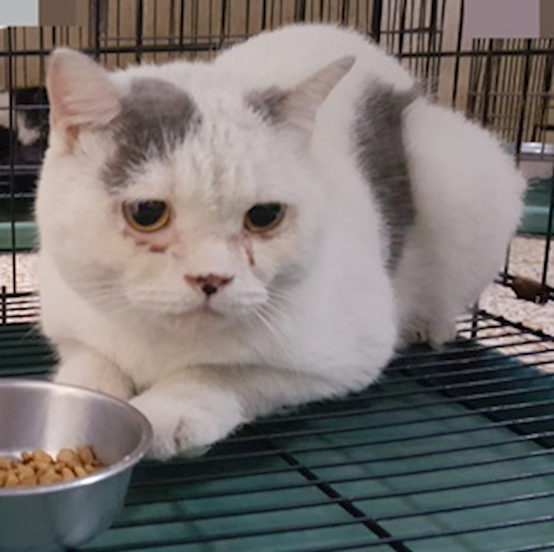 臺中市動物之家南屯園區,編號:425119, 英國短毛貓               