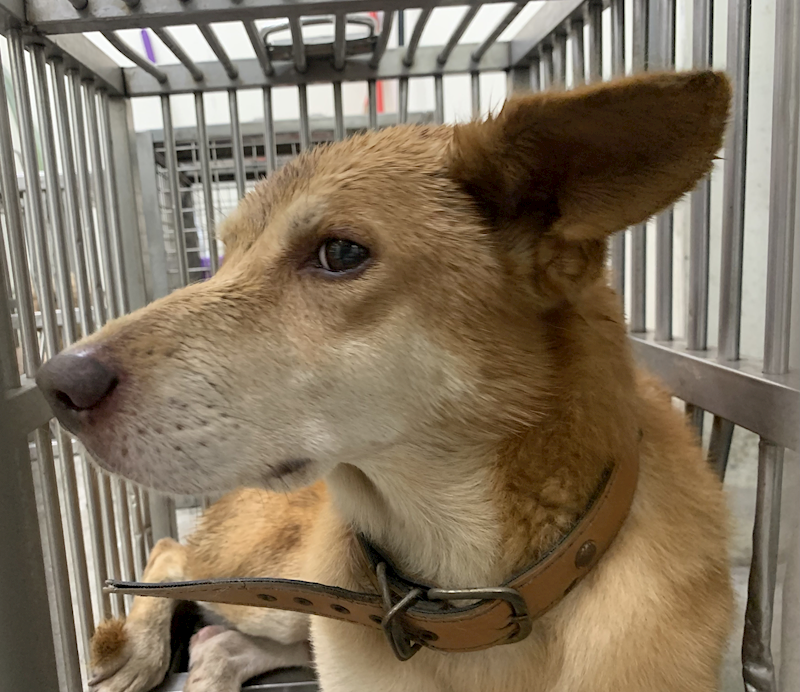 臺北市動物之家,編號:427524, 混種犬          