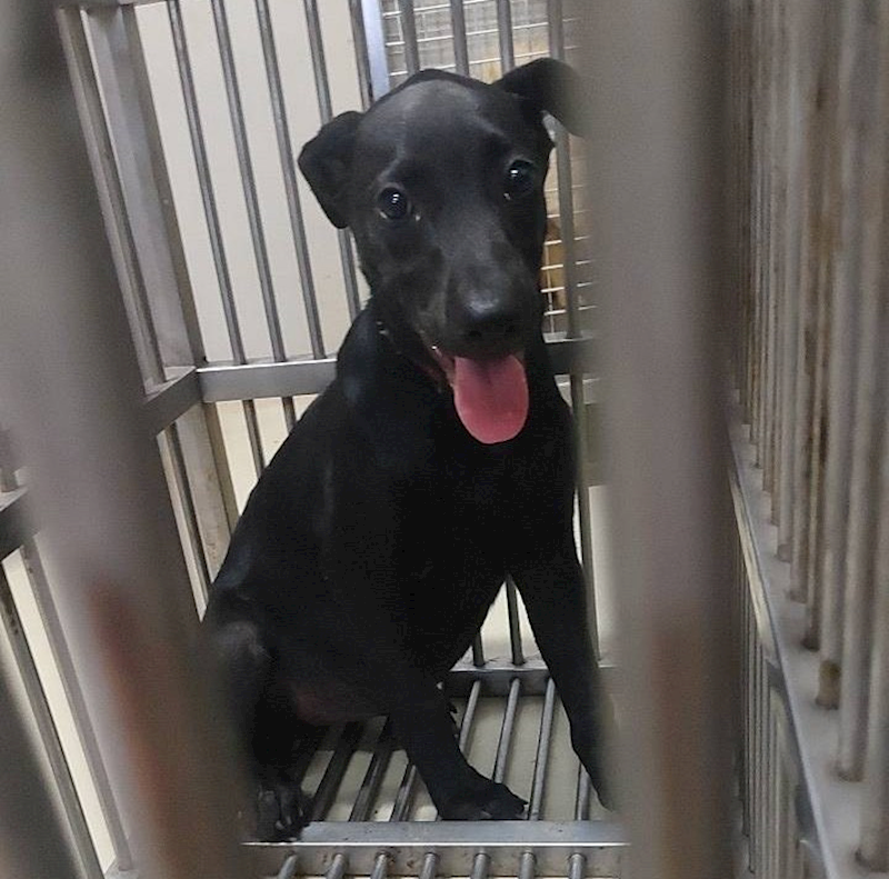 嘉義市動物保護教育園區,編號:428907, 混種犬          