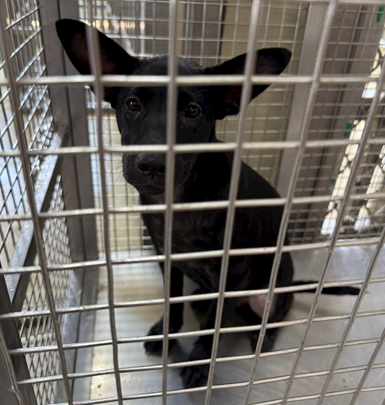 嘉義市動物保護教育園區,編號:425994, 混種犬          