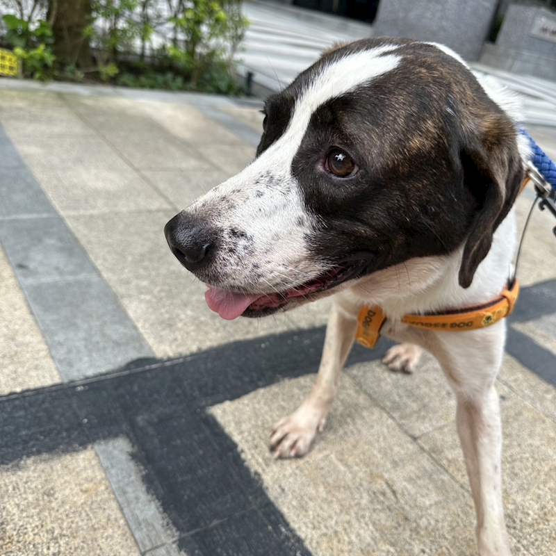 新北市新店區公立動物之家,編號:432240, 混種犬          