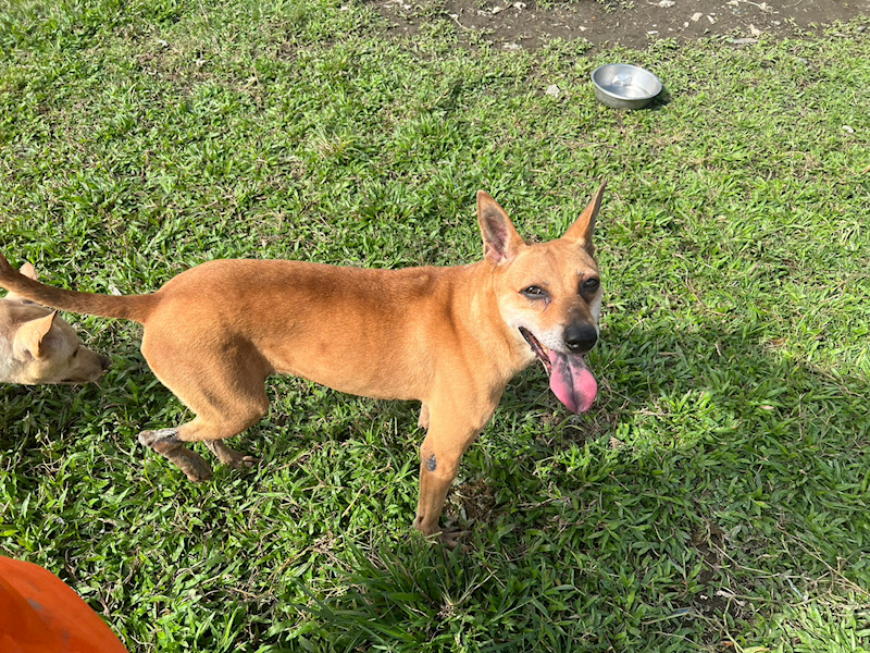 臺北市動物之家,編號:72789, 混種犬          