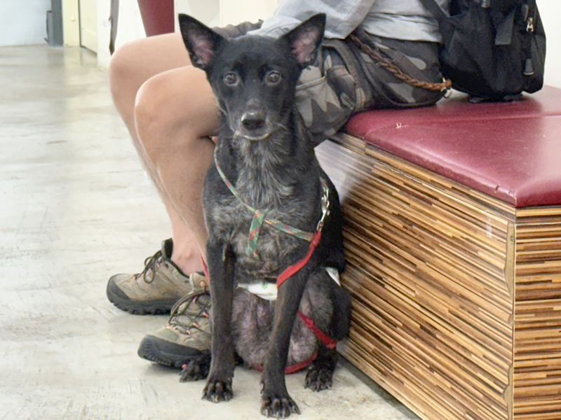 臺北市動物之家,編號:422546, 混種犬          