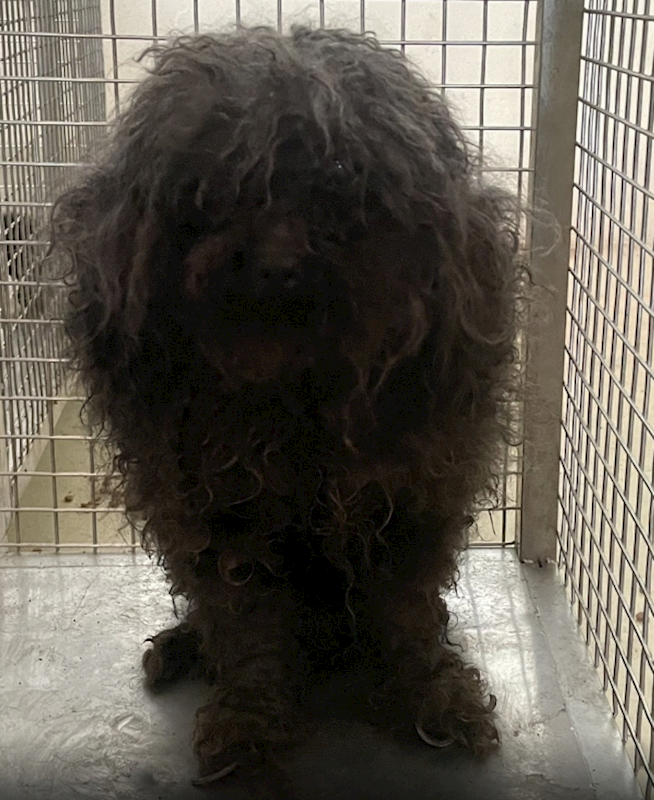 嘉義市動物保護教育園區,編號:413122, 混種犬          