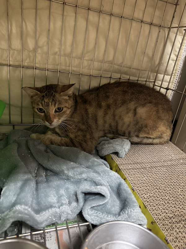 新北市淡水區公立動物之家,編號:426349, 混種貓                 