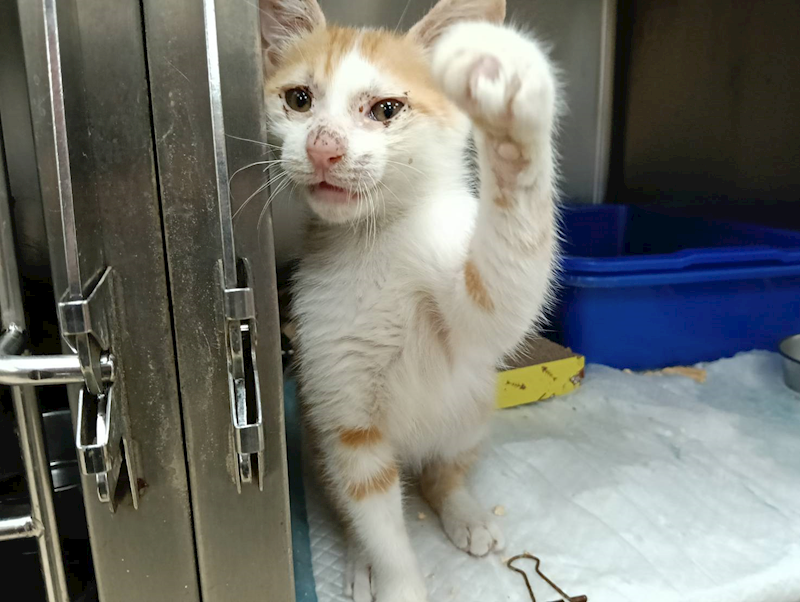 新竹市動物保護教育園區,編號:432192, 混種貓                 