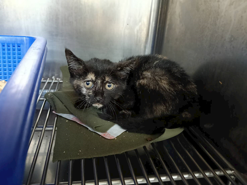 新竹市動物保護教育園區,編號:432193, 混種貓                 