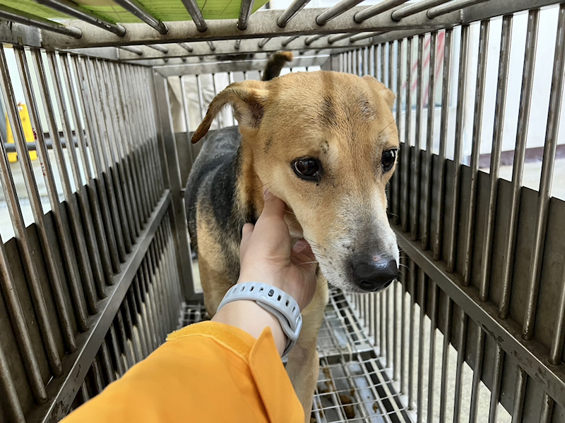 桃園市動物保護教育園區,編號:395746, 混種犬          
