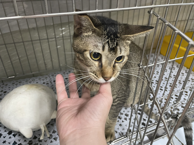 新北市板橋區公立動物之家,編號:432249, 混種貓                 