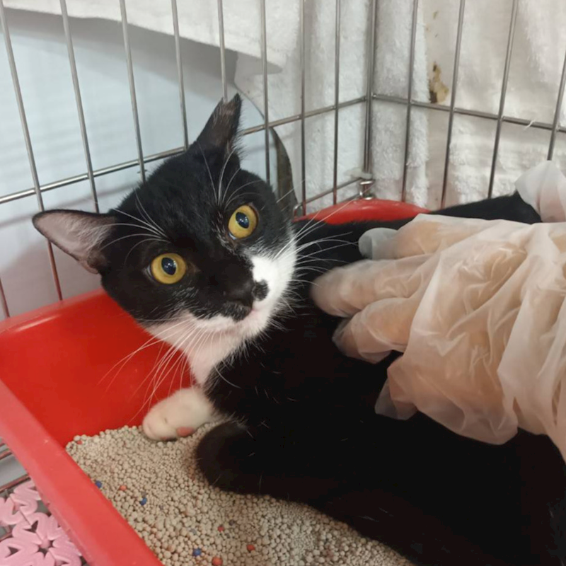 新北市板橋區公立動物之家,編號:402963, 混種貓                 