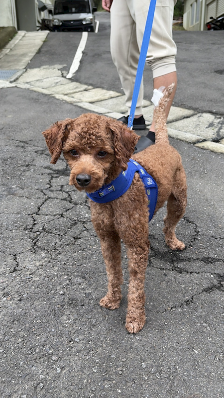 基隆市寵物銀行,編號:432486, 貴賓犬        