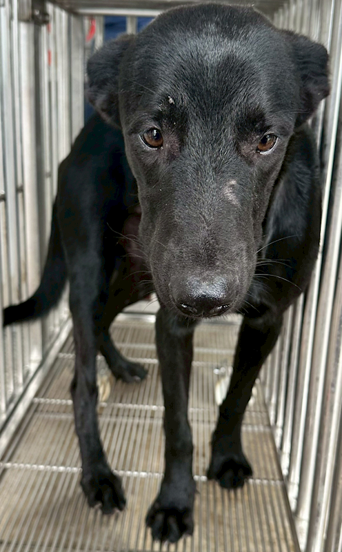 花蓮縣狗貓躍動園區,編號:430742, 混種犬          