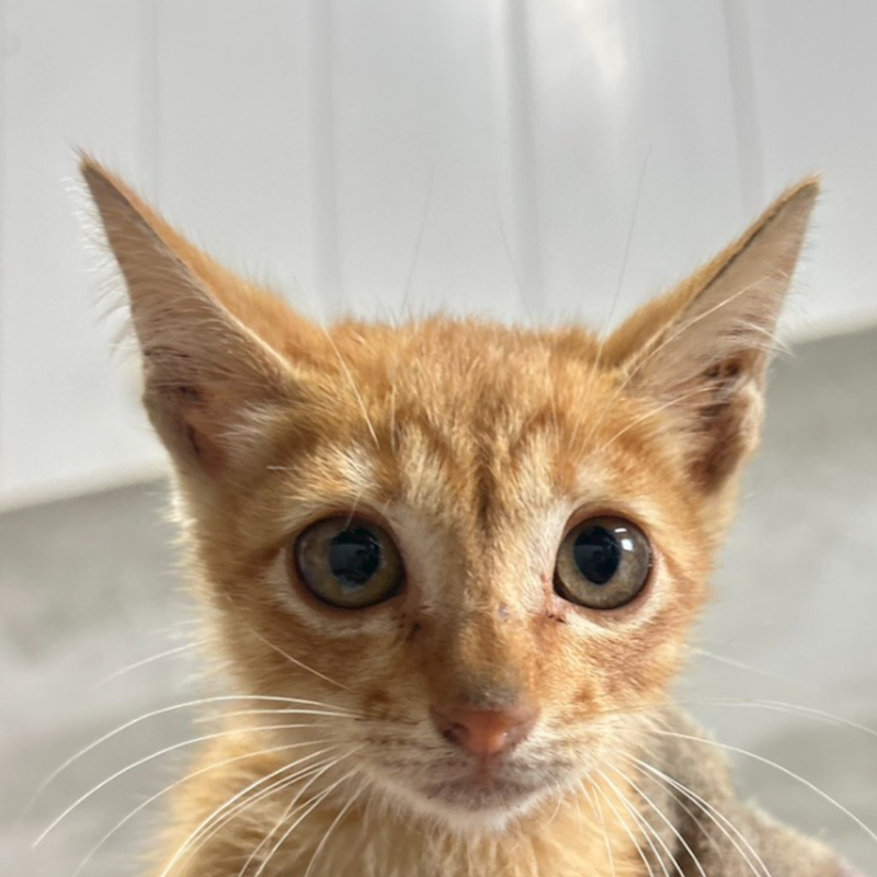 澎湖縣流浪動物收容中心,編號:432414, 混種貓                 