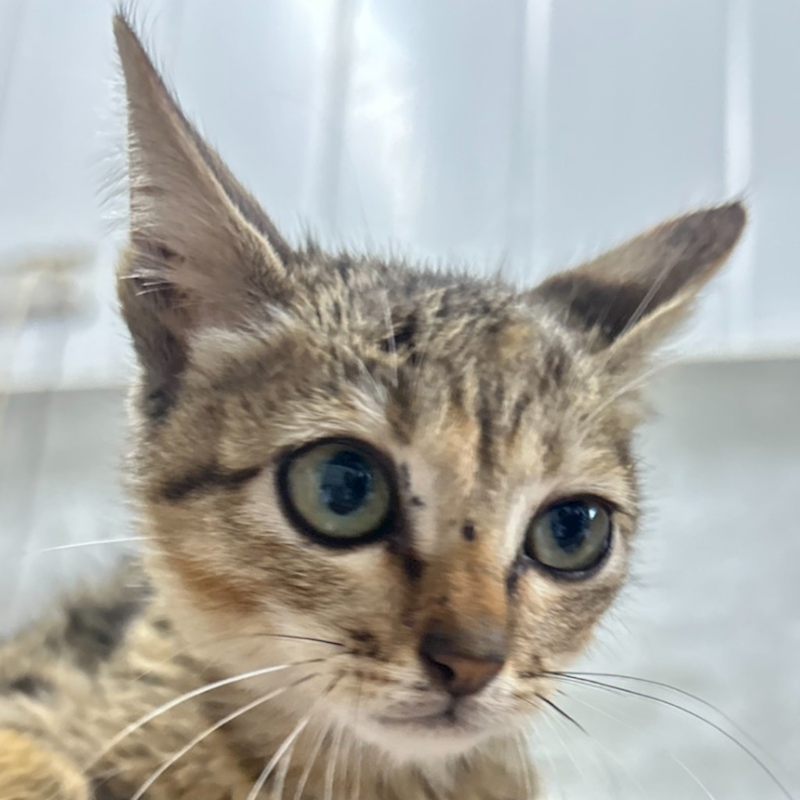 澎湖縣流浪動物收容中心,編號:432413, 混種貓                 