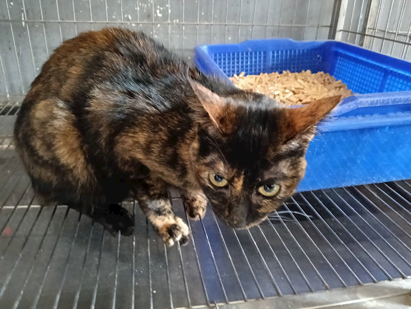 新竹市動物保護教育園區,編號:432466, 混種貓                 