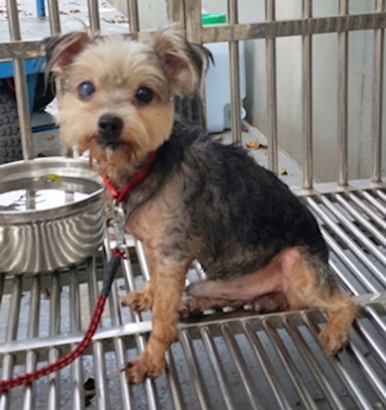 臺中市動物之家南屯園區,編號:424565, 混種犬          