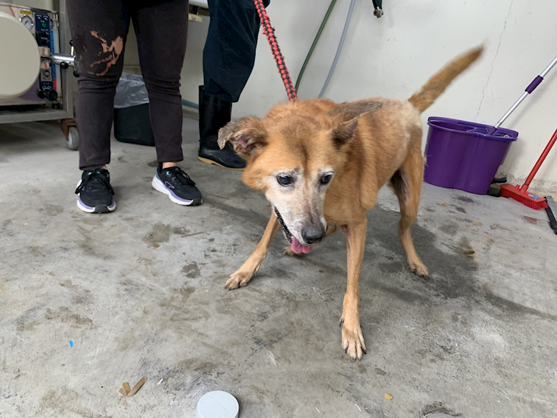 臺北市動物之家,編號:414884, 混種犬          