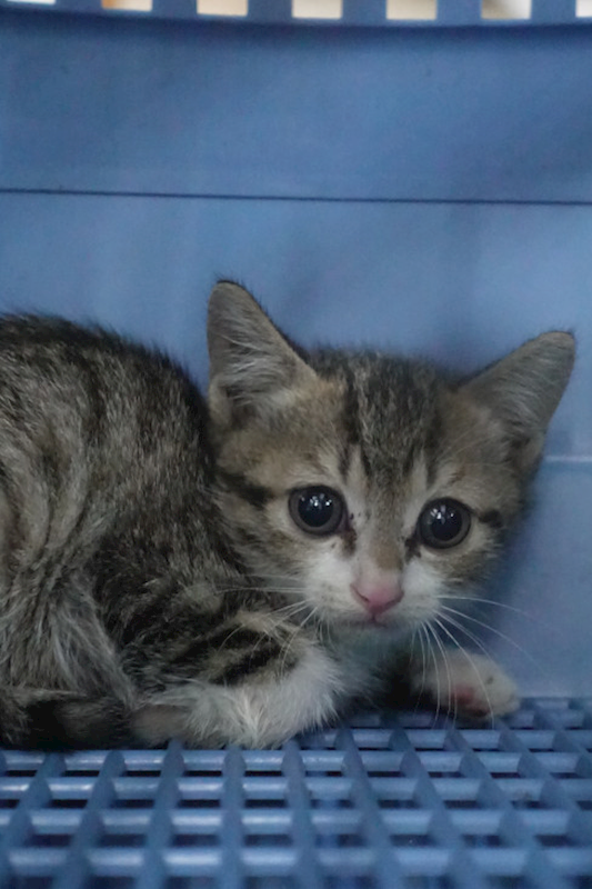 宜蘭縣流浪動物中途之家,編號:432402, 混種貓                 