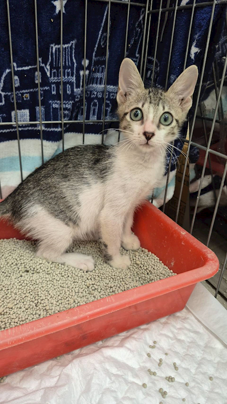 新北市八里區公立動物之家,編號:432378, 混種貓                 