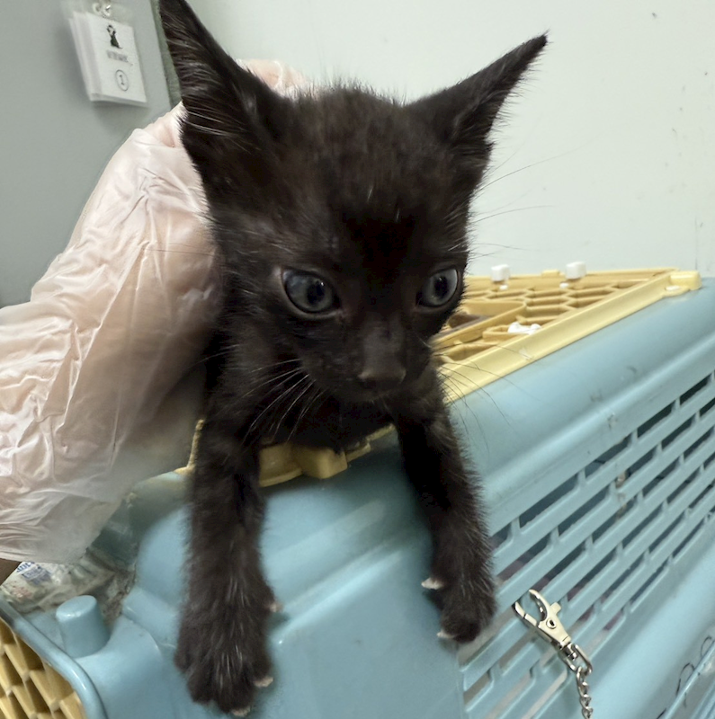 嘉義市動物保護教育園區,編號:420941, 混種貓                 