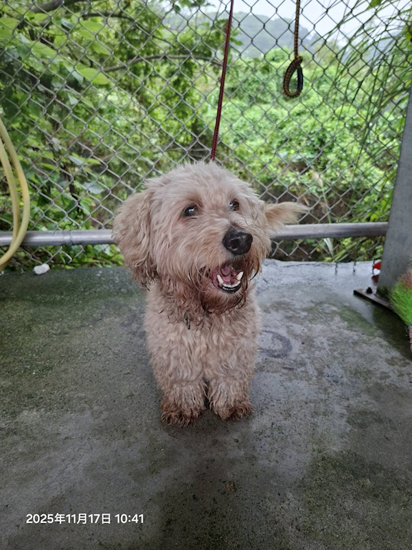 新北市八里區公立動物之家,編號:431359, 混種犬          