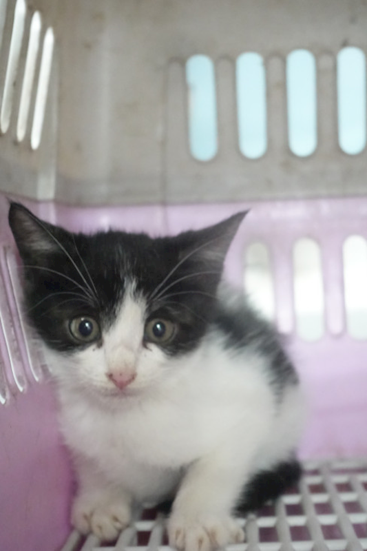 宜蘭縣流浪動物中途之家,編號:432493, 混種貓                 