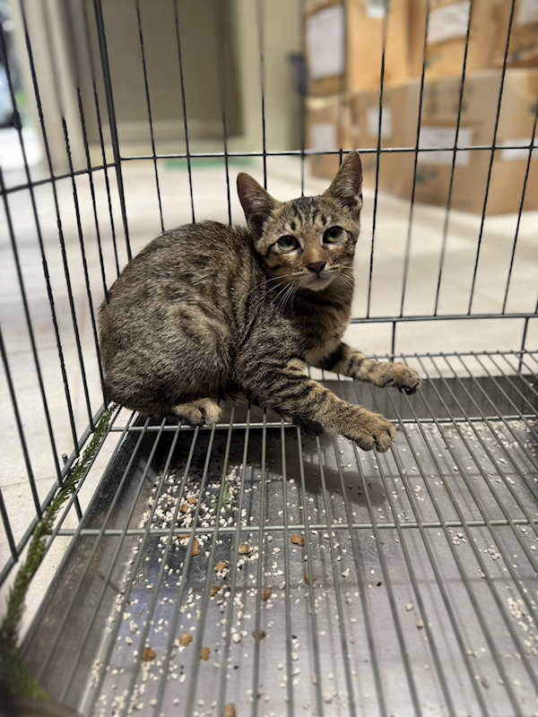 新北市新店區公立動物之家,編號:417429, 混種貓                 