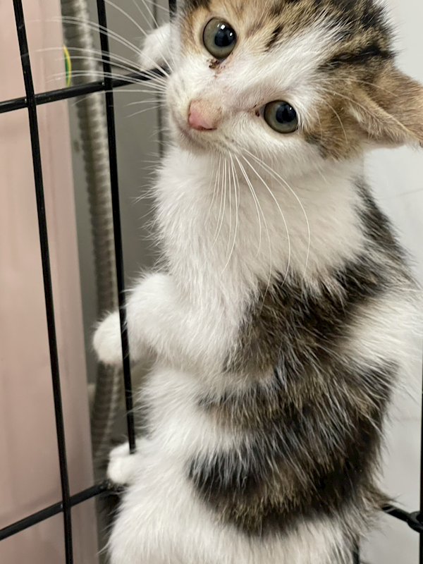 基隆市寵物銀行,編號:432312, 混種貓                 