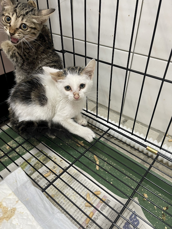 基隆市寵物銀行,編號:432310, 混種貓                 