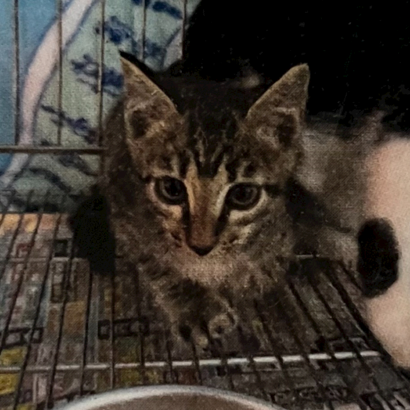 新北市新店區公立動物之家,編號:432530, 混種貓                 