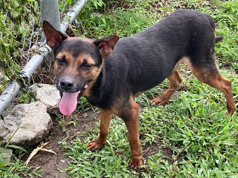 臺北市動物之家,編號:253874, 混種犬          