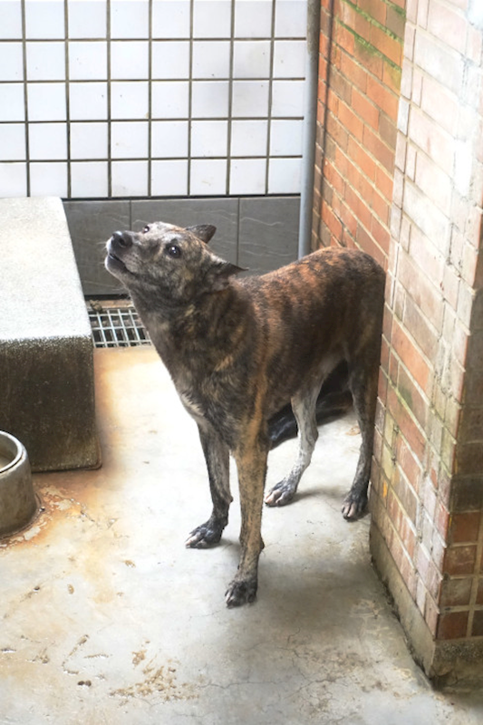 宜蘭縣流浪動物中途之家,編號:432499, 混種犬          