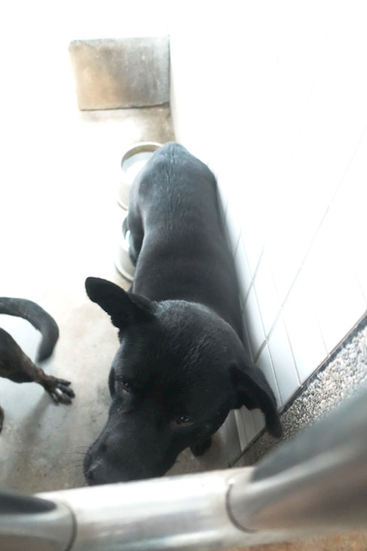 宜蘭縣流浪動物中途之家,編號:432497, 混種犬          