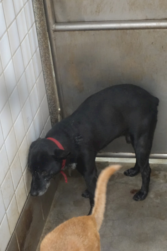 宜蘭縣流浪動物中途之家,編號:432495, 混種犬          