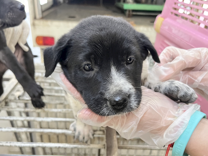 桃園市動物保護教育園區,編號:430772, 混種犬          