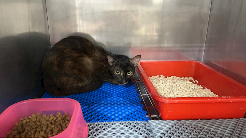 桃園市動物保護教育園區,編號:407941, 混種貓                 