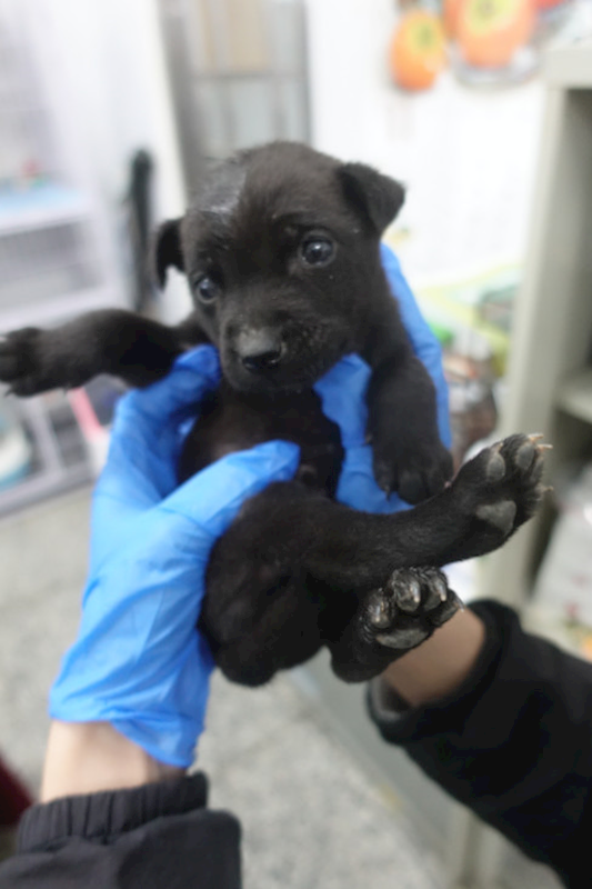 宜蘭縣流浪動物中途之家,編號:432638, 混種犬          