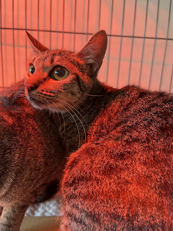 基隆市寵物銀行,編號:432615, 混種貓                 