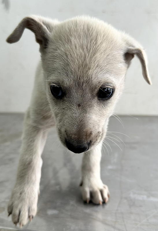 花蓮縣狗貓躍動園區,編號:385191, 混種犬          