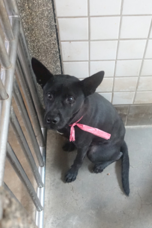 宜蘭縣流浪動物中途之家,編號:432578, 混種犬          